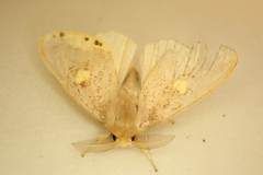 Euproctis quadrangularis