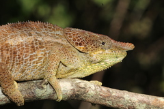 Calumma crypticum