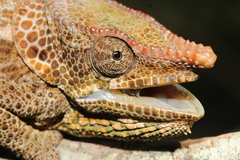 Calumma crypticum