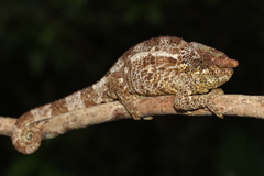 Calumma crypticum