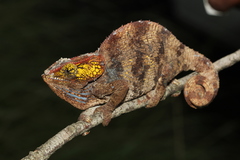 Calumma crypticum