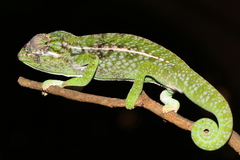 Furcifer lateralis