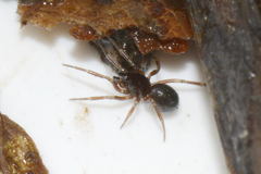 Monocephalus fuscipes