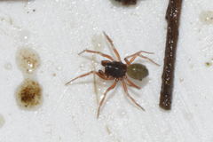 Micrargus herbigradus