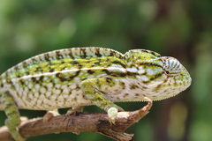 Furcifer lateralis