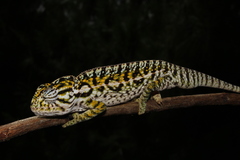 Furcifer lateralis