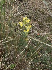 Linaria vulgaris