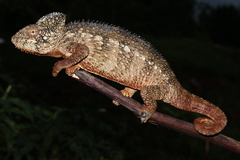 Furcifer oustaleti