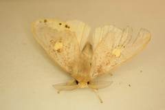 Euproctis quadrangularis