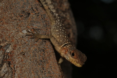 Oplurus cuvieri