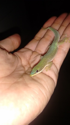 Morondava Day Gecko