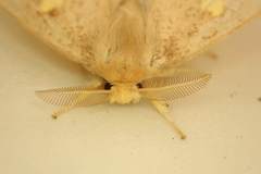 Euproctis quadrangularis