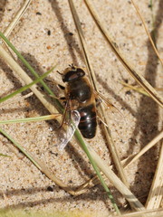 Eristalis tenax