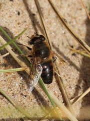 Eristalis tenax