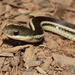 Madagascar Bush Snakes - Photo (c) a_f_r, some rights reserved (CC BY-NC), uploaded by a_f_r