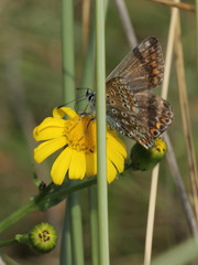 Polyommatus icarus