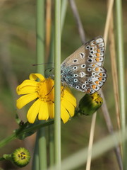 Polyommatus icarus
