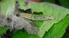 Cerconota sciaphilina