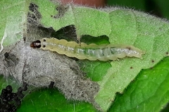 Cerconota sciaphilina