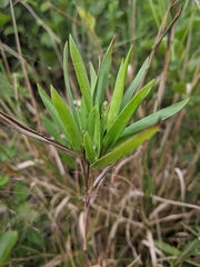 Dichanthelium scribnerianum