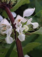 Lamium moschatum