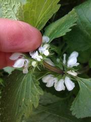 Lamium moschatum
