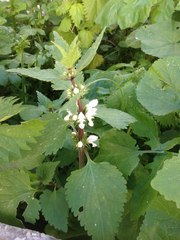 Lamium moschatum