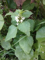 Lamium moschatum