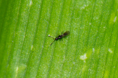 Spilomicrini
