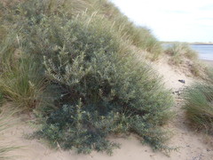 Hippophae rhamnoides