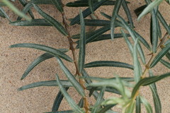 Hippophae rhamnoides