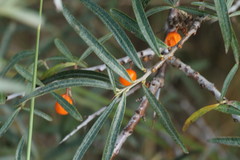 Hippophae rhamnoides
