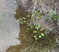 Ranunculus ophioglossifolius