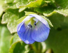 Veronica persica