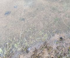 Ranunculus revelierei