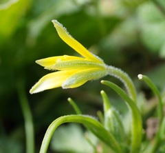 Gagea granatellii