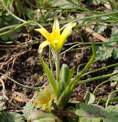 Gagea granatellii