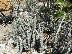 Euphorbia schinzii