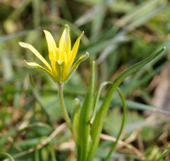 Gagea granatellii