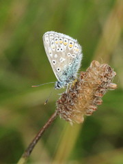 Polyommatus icarus