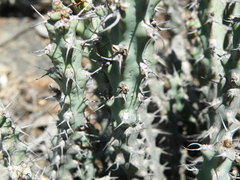 Euphorbia schinzii