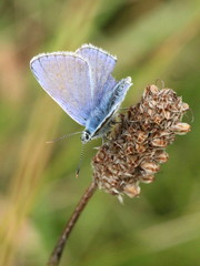 Polyommatus icarus