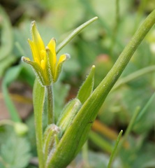 Gagea granatellii