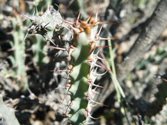 Euphorbia schinzii