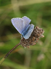 Polyommatus icarus
