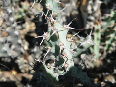 Euphorbia schinzii