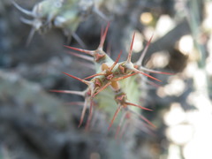 Euphorbia schinzii