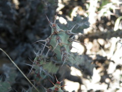 Euphorbia schinzii