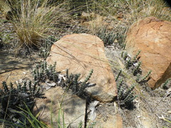 Euphorbia schinzii