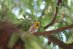Ploceus sakalava